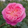 【直前】【生花】大井農園　バラ　夢あかり(モナムール)