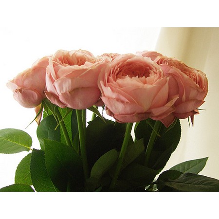 生花 バラ ロマンティックアンティーク くすみサーモンピンク 50cm 生花 バラ ロマンティックアンティーク くすみサーモンピンク 50cm
