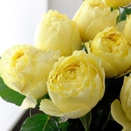 08直前】バラ ひよこ アキバナーセリー 60cm【生花】 - 花材通販はなど