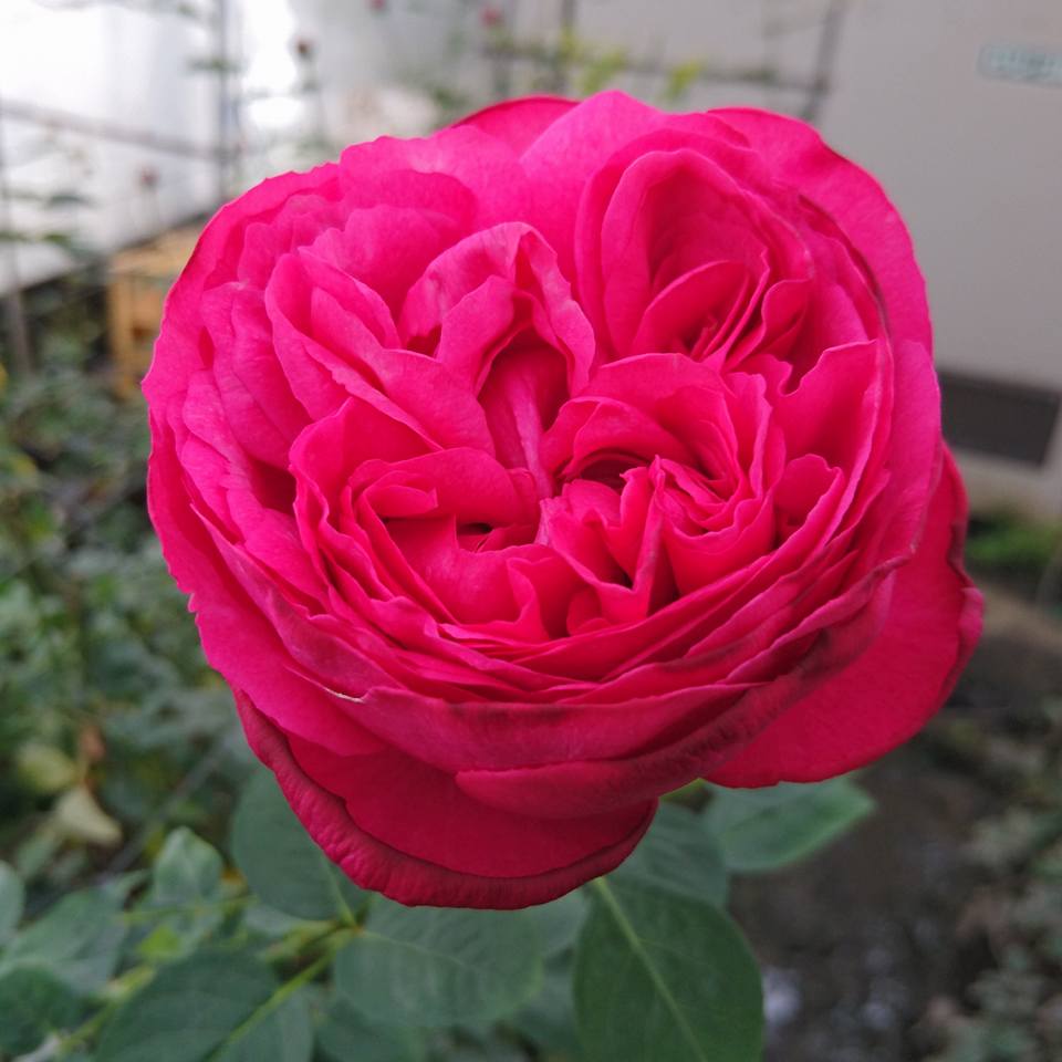 生花 大井農園 バラ イブサンライズ 濃いピンク 通販 はなどんやアソシエ