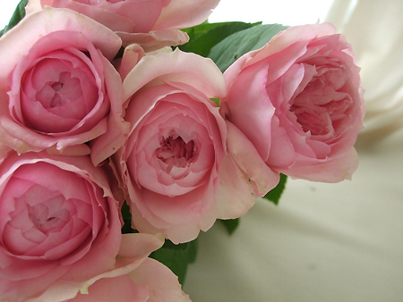 生花 バラ ベルカント ピンクカップ咲き 通販 はなどんやアソシエ