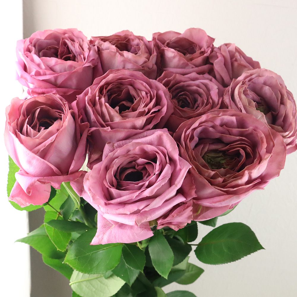 08直前 It 握りこぶし大の大輪 バラ ヴァーズ パープルピンク系 ブルームタイプ 八木バラ園 70cm 通販 はなどんやアソシエ 08直前 It 握りこぶし大の大輪 バラ ヴァーズ パープルピンク系 ブルームタイプ 八木バラ園 70cm 通販 はなどんやアソシエ