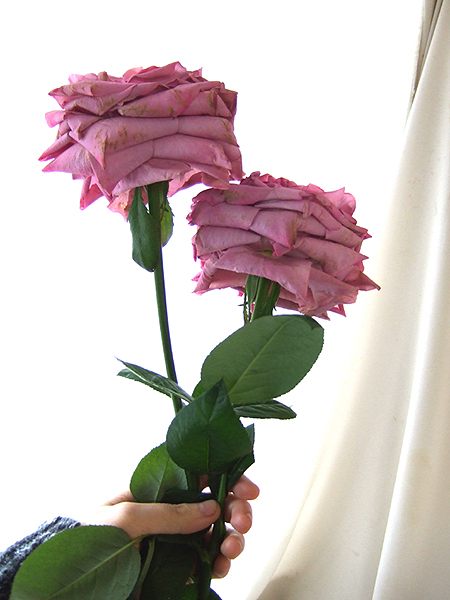 直前 生花 特注 バラ ヴァーズ くすみパープルピンク アンティーク系 八木バラ園 入荷極わずか 通販 はなどんやアソシエ 直前 生花 特注 バラ ヴァーズ くすみパープルピンク アンティーク系 八木バラ園 入荷極わずか 通販 はなどんやアソシエ