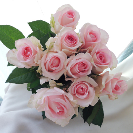 【生花】バラ　アクロポリス(ピンク)山形　■今週のオトク