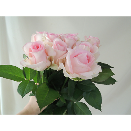 【生花】バラ　アクロポリス(ピンク)山形　■今週のオトク