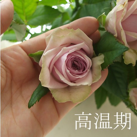 生花 バラ ブルーミルフィーユ ピンク紫 70c 通販 はなどんやアソシエ 生花 バラ ブルーミルフィーユ ピンク紫 70c 通販 はなどんやアソシエ