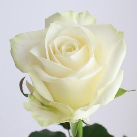 【生花】【特注】60センチ指定バラ　アバランシェ(白)【IT-23】