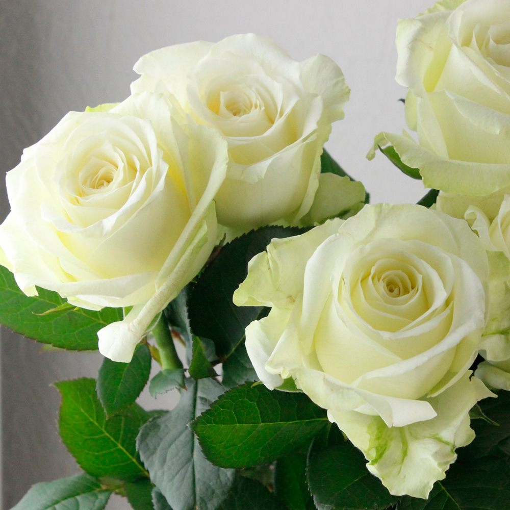 直前!!】60センチ指定バラ アバランシェ(白)【生花】 - 花材通販はなど