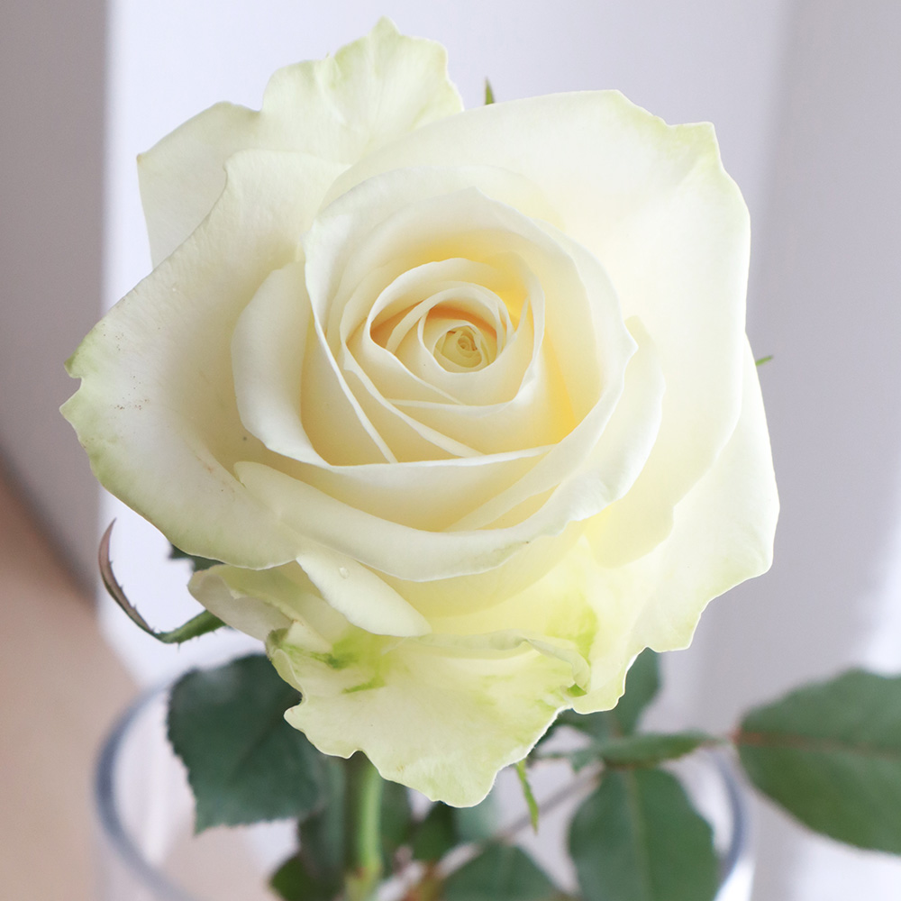 白のバラ(田中 資幸 作) 尊敬・純潔の白バラ 商品詳細｜花プラン｜新潟県新発田市｜バラの