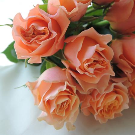 【直前!】バラ　カルピディーム+(オレンジ)60cm〜　クニエダ【OR-5】