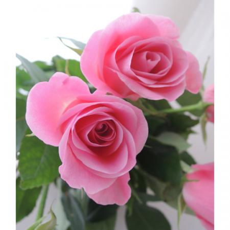 【直前1226!!】秦野のバラ　サフィーヤ(ピンク):今週のオトク!