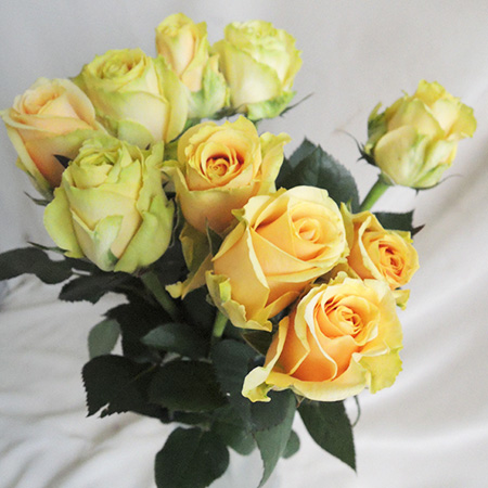 生花】バラ バターキャラメル(黄)40cm □今週のオトク - 花材通販は