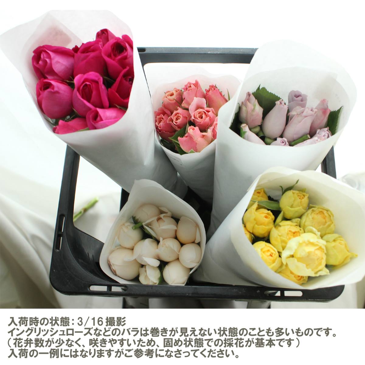 生花 大井農園 バラ プリンセステンコウ オープンカップ 白 ピンク 入荷少 通販 はなどんやアソシエ