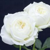 ※販売期間外※【08直前!SE】バラ　ブルジョン・ドゥレーブ（白）カップ咲き40cm【生花】