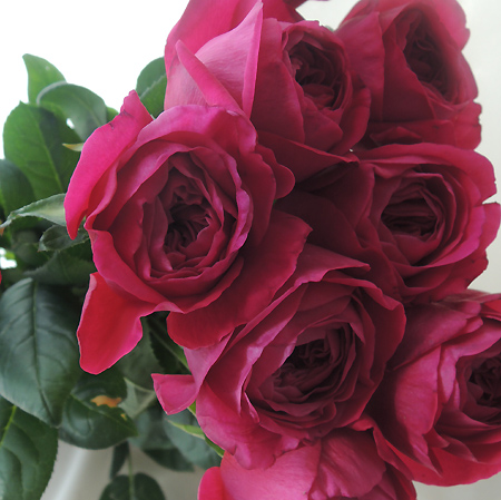 【直前0113】バラ　カンティーナ(濃いピンク・ロゼット)　遠州夢咲　※入荷少