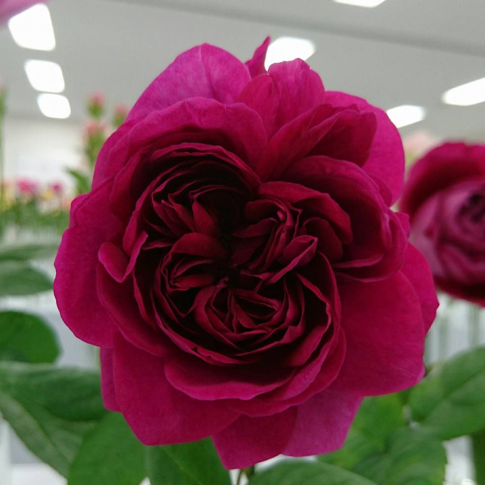 直前0505 大井農園 イングリッシュローズ ザ ダークレディ 濃いピンク 直前0505 大井農園 イングリッシュローズ ザ ダークレディ 濃いピンク