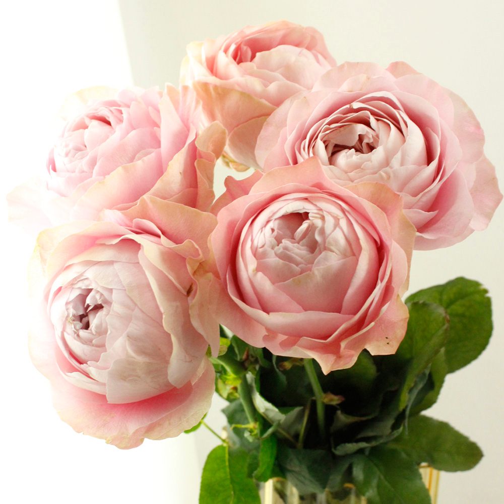 08直前SE】大輪バラ オール4ハート+(淡ピンク)45CM クニエダ株式会社