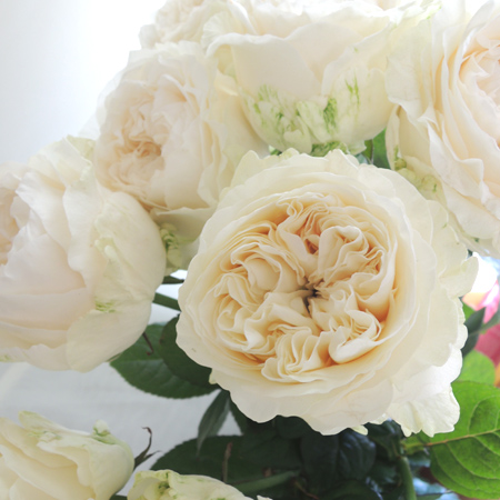 直前】【生花】國枝バラ園 オール4ピュア(白)+50cm- ☆早締切-74※入荷