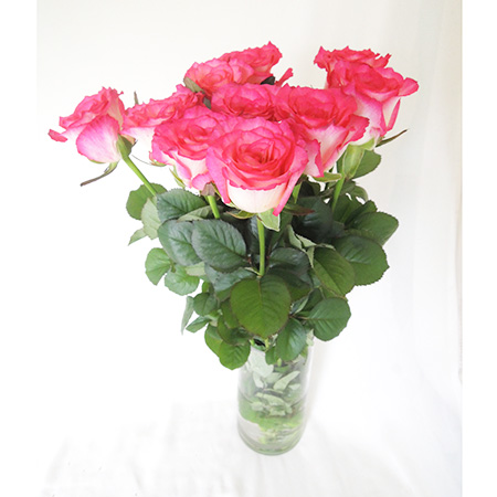 生花 バラ ガーディアン 白 ピンクふち 通販 はなどんやアソシエ 生花 バラ ガーディアン 白 ピンクふち 通販 はなどんやアソシエ