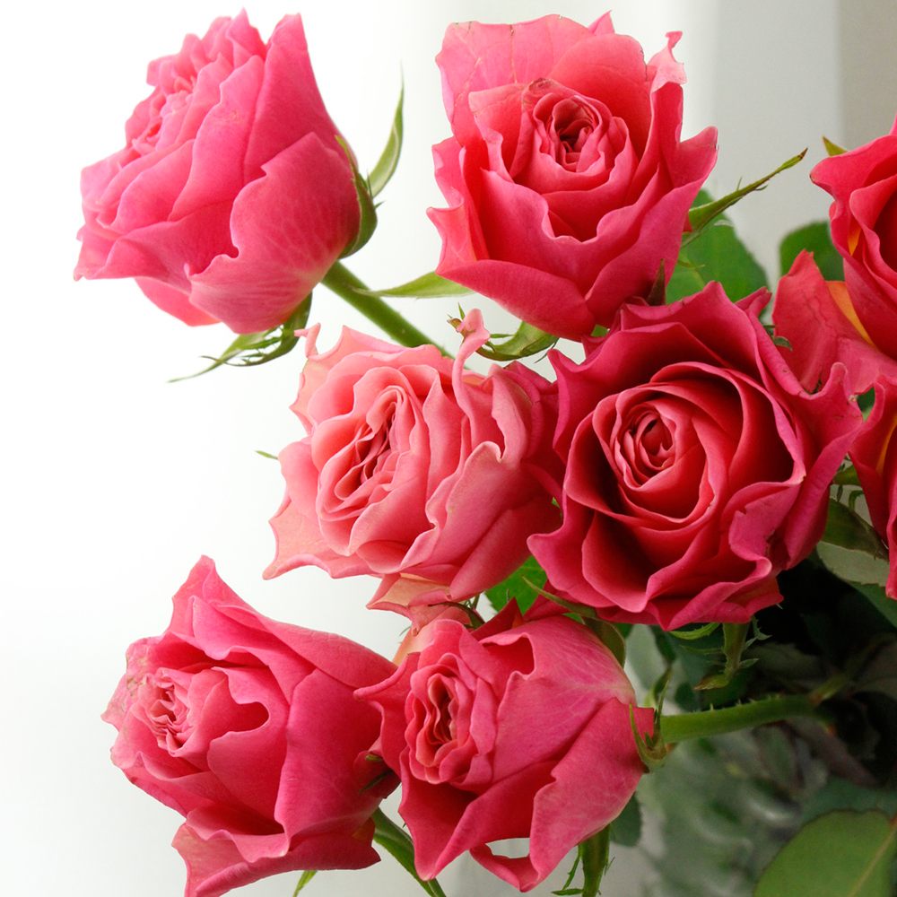 直前0422】バラ ブラッドピンク+(ピンキーオレンジ) - 花材通販はなど