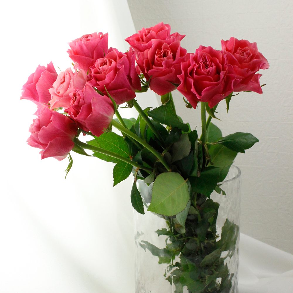 Ottoさんバラ売り 完売御礼【バラ予約】 バラ大苗 タフタ 予約特典付き 【申込期限：2月