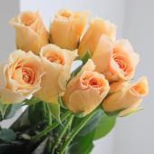 ※販売期間外※【08直前SE】バラ　りくほたる（黄橙系カップ咲き）50cm ローズファームケイジ