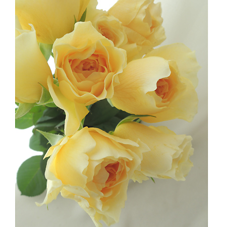 【08直前SE】バラ　りくほたる(黄橙系カップ咲き)50cm ローズファームケイジ