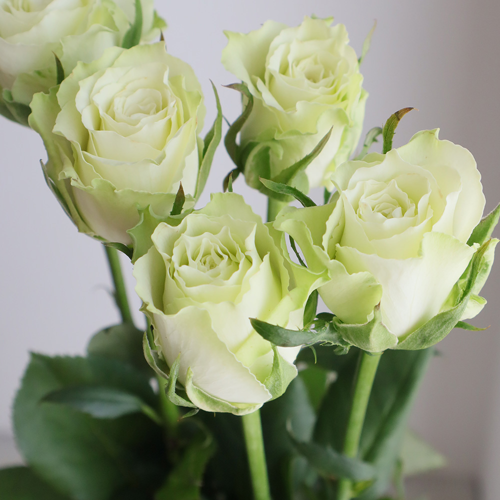 生花 バラ ミントティー グリーン 小ぶりの品種です Ot 通販 はなどんやアソシエ 生花 バラ ミントティー グリーン 小ぶりの品種です Ot 通販 はなどんやアソシエ