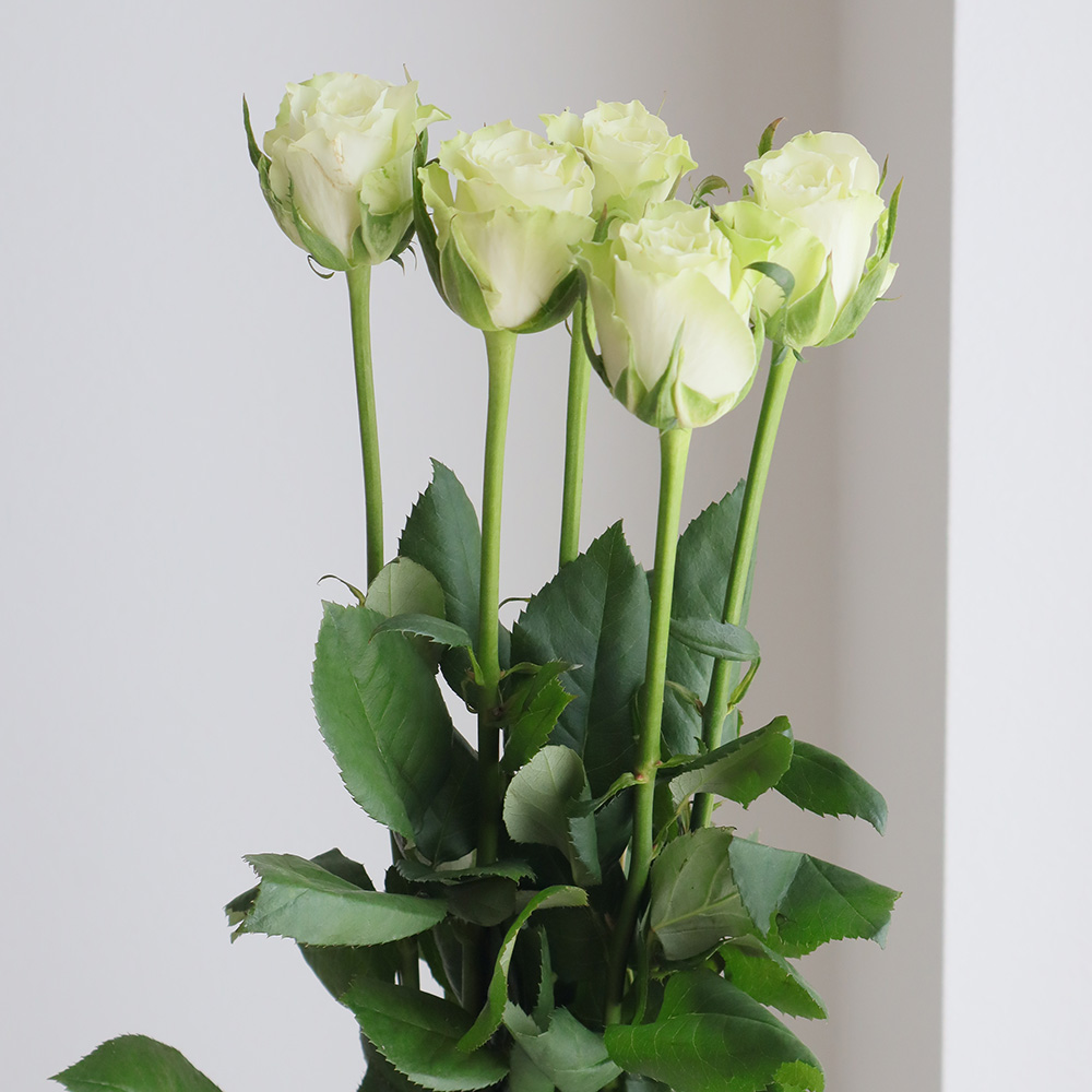 生花 バラ ミントティー グリーン 小ぶりの品種です Ot 通販 はなどんやアソシエ 生花 バラ ミントティー グリーン 小ぶりの品種です Ot 通販 はなどんやアソシエ