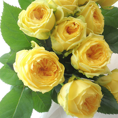 【生花】バラ　カタリナ(黄色)【OT】