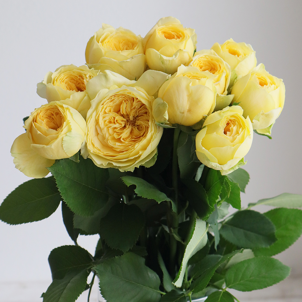 生花】バラ カタリナ(黄色)【OT】 - 花材通販はなどんやアソシエ