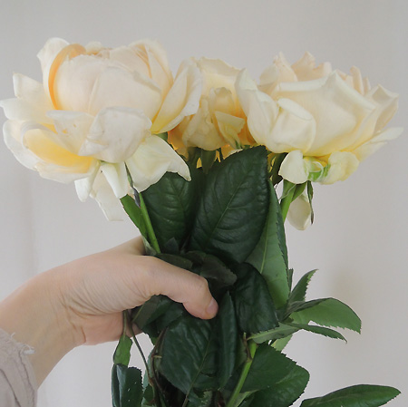 生花 バラ ニーナドレス アプリコット系カップ咲き 60cm ファインローズ 通販 はなどんやアソシエ 生花 バラ ニーナドレス アプリコット系カップ咲き 60cm ファインローズ 通販 はなどんやアソシエ