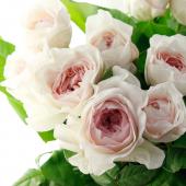 08直前】バラ レフレーズ(ピンク)50cm JA 夢咲オリジナル 香よし