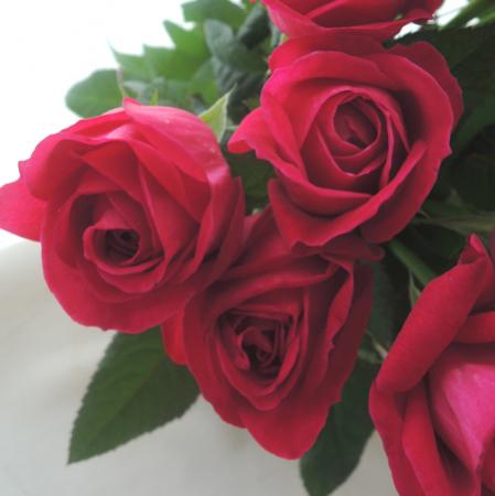 直前】【生花】大井農園 バラ J-PBルビー(濃いピンク) - 花材通販は