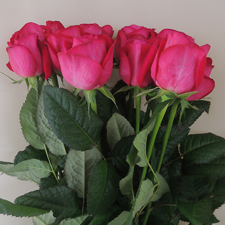 直前】【生花】大井農園 バラ J-PBルビー(濃いピンク) - 花材通販は