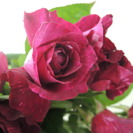 Spot【直前0527】大井農園　バラ　マジックリーク(紫):