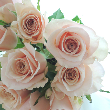 【08直前】今井ナーセリー　バラ　アティレパルモード　40cm(エトルファシネ)