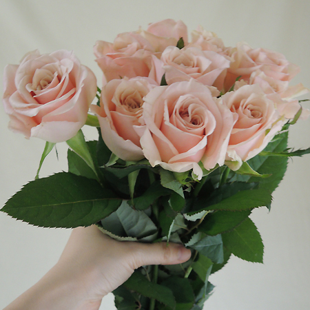 【08直前】今井ナーセリー　バラ　アティレパルモード　40cm(エトルファシネ)