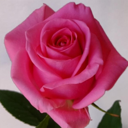 直前】【生花】バラ ピンクレディブル!(濃いピンク) - 花材通販はなど