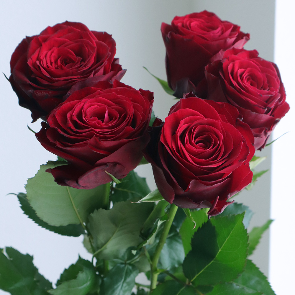 生花 バラ アマダ 深紅 巨大輪系 山形 40cm 今週のオトク 通販 はなどんやアソシエ