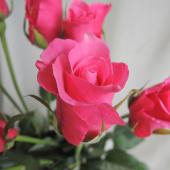 202410271632 ドロマイト　ピンク バラの花 アクセサリー 誕生日プレゼント 彼女 赤薔薇 ダイヤモンドローズ プリザーブド