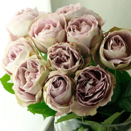 バラ売り 08直前SE】バラ ソルファ 堀木バラ園オリジナル 40cm【生花】 - 花材