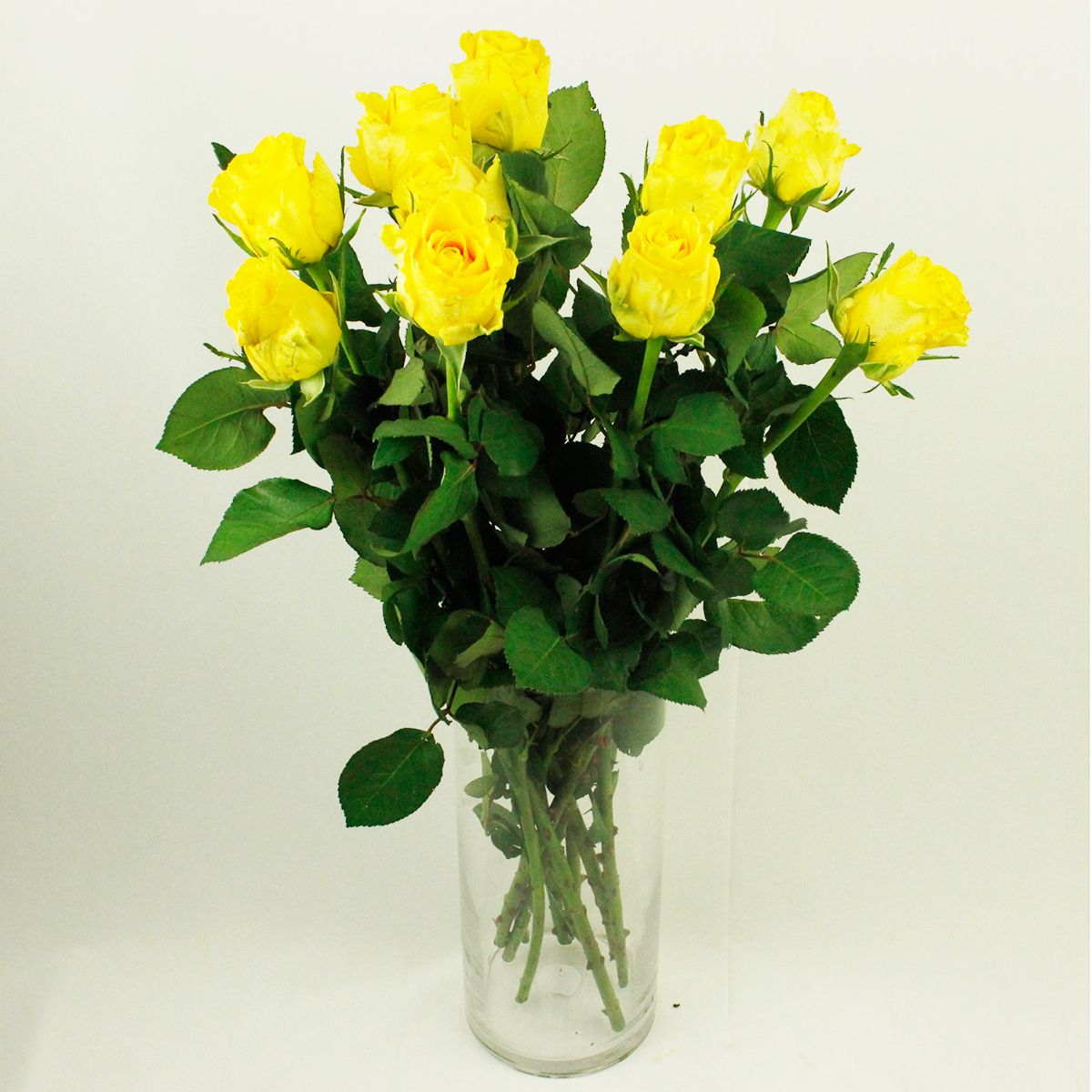 直前!!】ケニアローズ ペニーレーン(黄) 50cm 【生花】 - 花材通販は