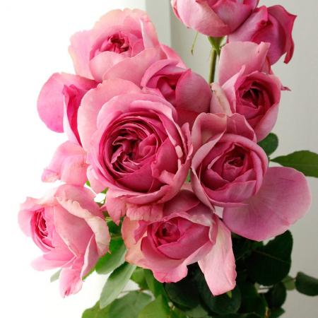 【08直前】バラ　イヴピンク　60cm　鬼崎バラ園