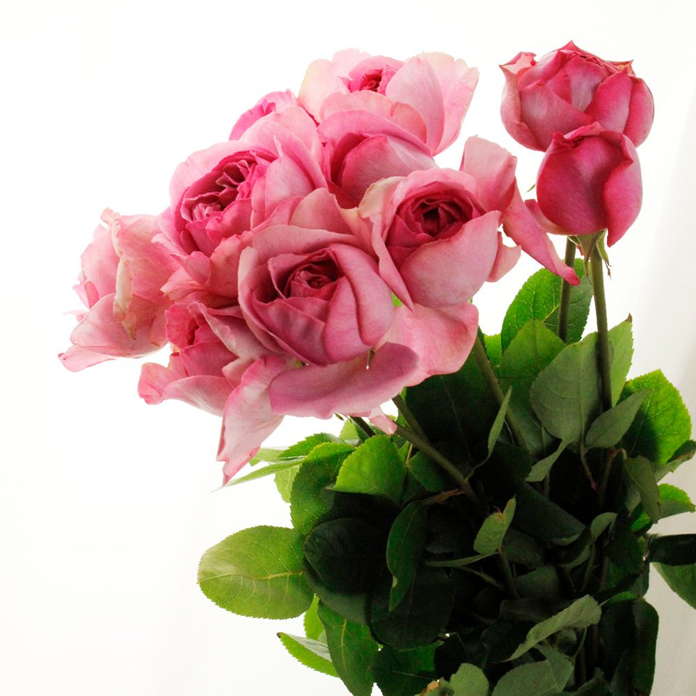 【08直前】バラ　イヴピンク　60cm　鬼崎バラ園