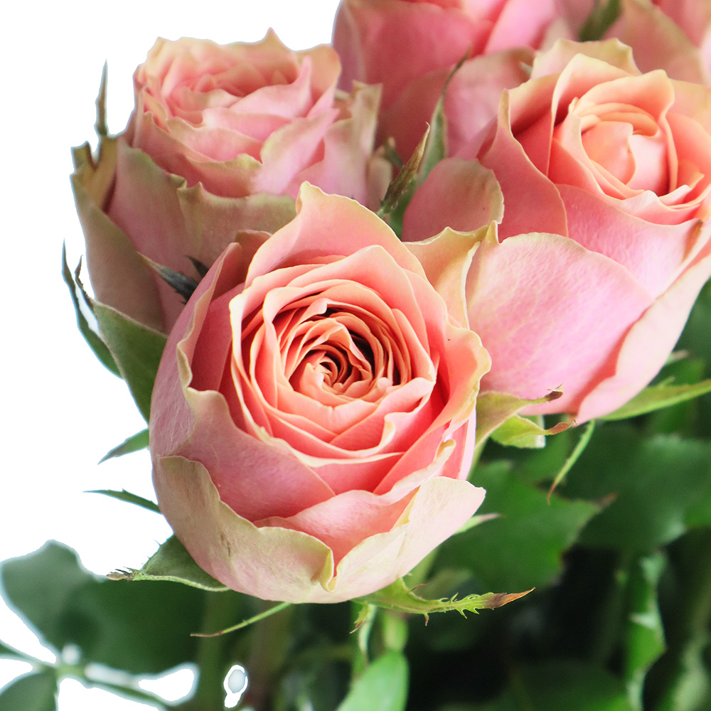 ローズギャラリーレアピンク 生花】ケニアローズ セレブ (ピンク) 50cm～ 【早締切-74】 - 花材通販