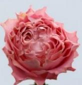 生花】バラ オール4サクラ+(淡いピンク)50cm- クニエダ株式会社 ☆早