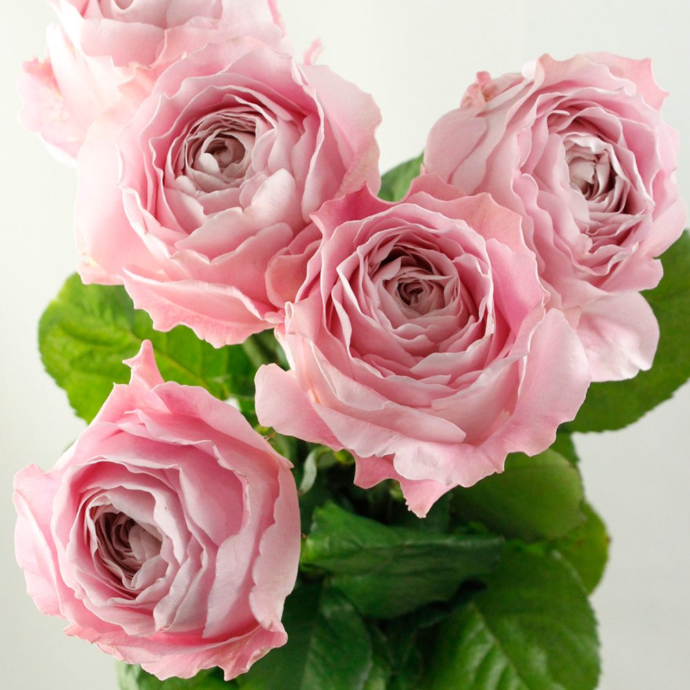 生産終了】バラ オール4ブーケ+(淡いピンク)50cm- クニエダ株式会社