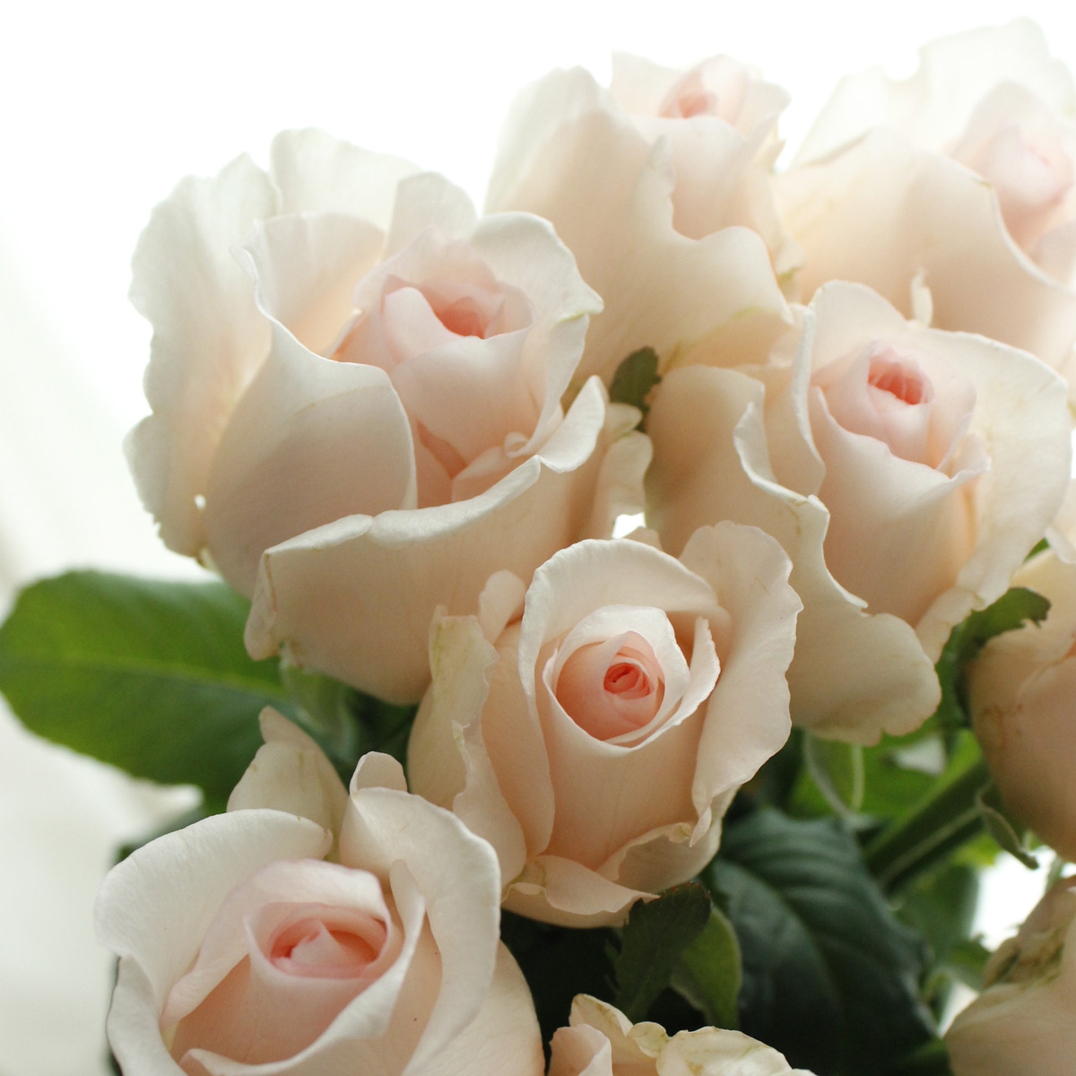 直前!】バラ フロウ(ごく淡いピンク 微香)50cm程度 【生花】 - 花材