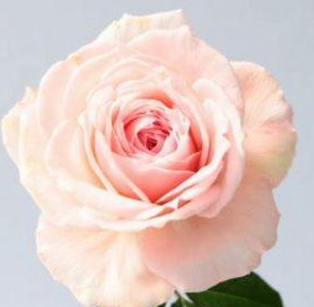 Spot 直前 新品種 バラ のぞみ 柳井ダイヤモンドローズ 通販 はなどんやアソシエ